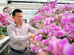 Hà Tĩnh: Trồng lan hồ điệp trên vùng đất khắc nghiệt ven biển